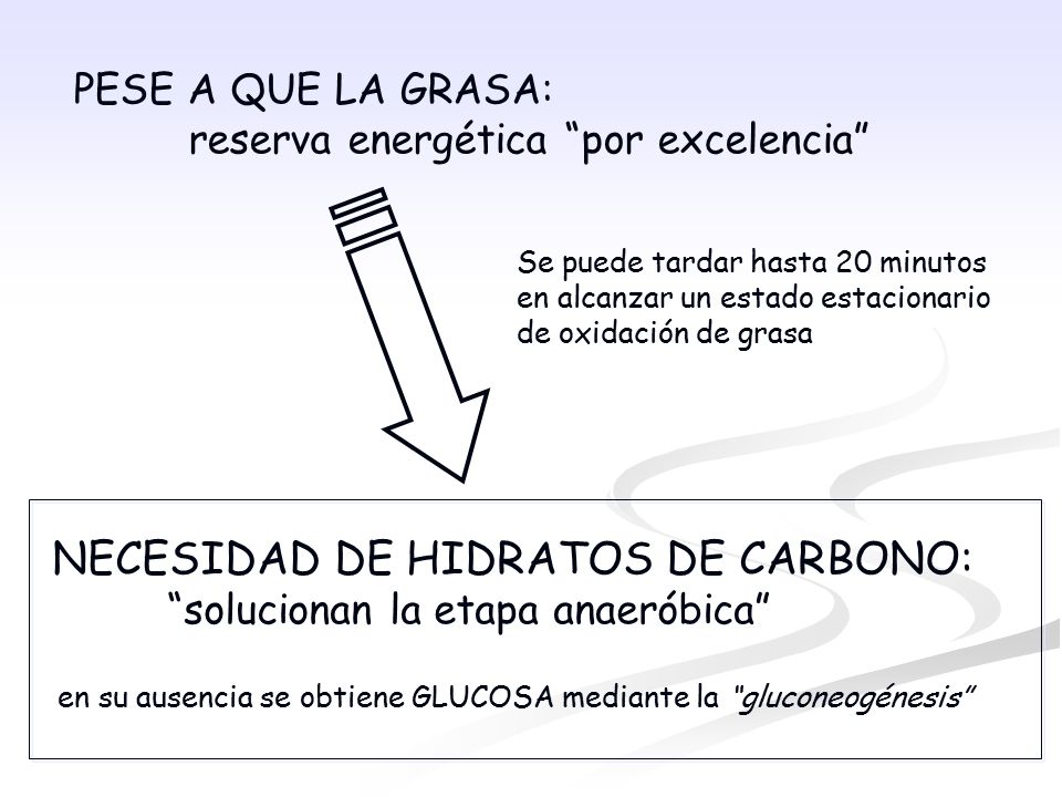 PESE A QUE LA GRASA: reserva energética por excelencia
