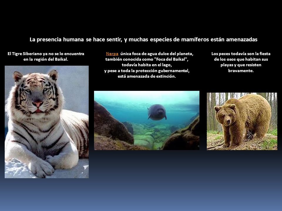 La presencia humana se hace sentir, y muchas especies de mamíferos están amenazadas