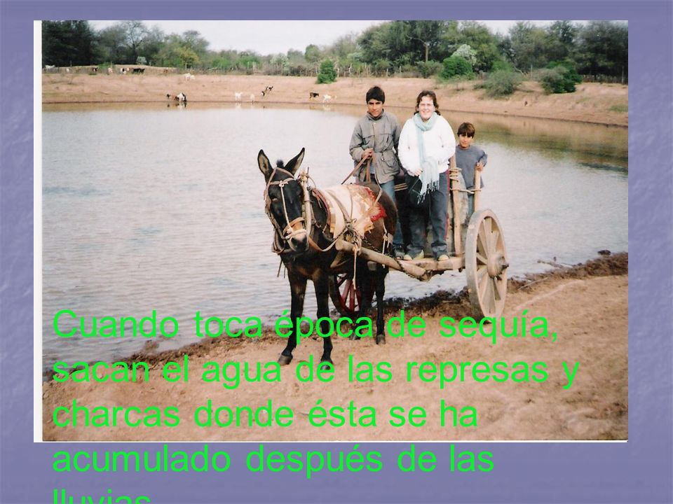 Cuando toca época de sequía, sacan el agua de las represas y charcas donde ésta se ha acumulado después de las lluvias...