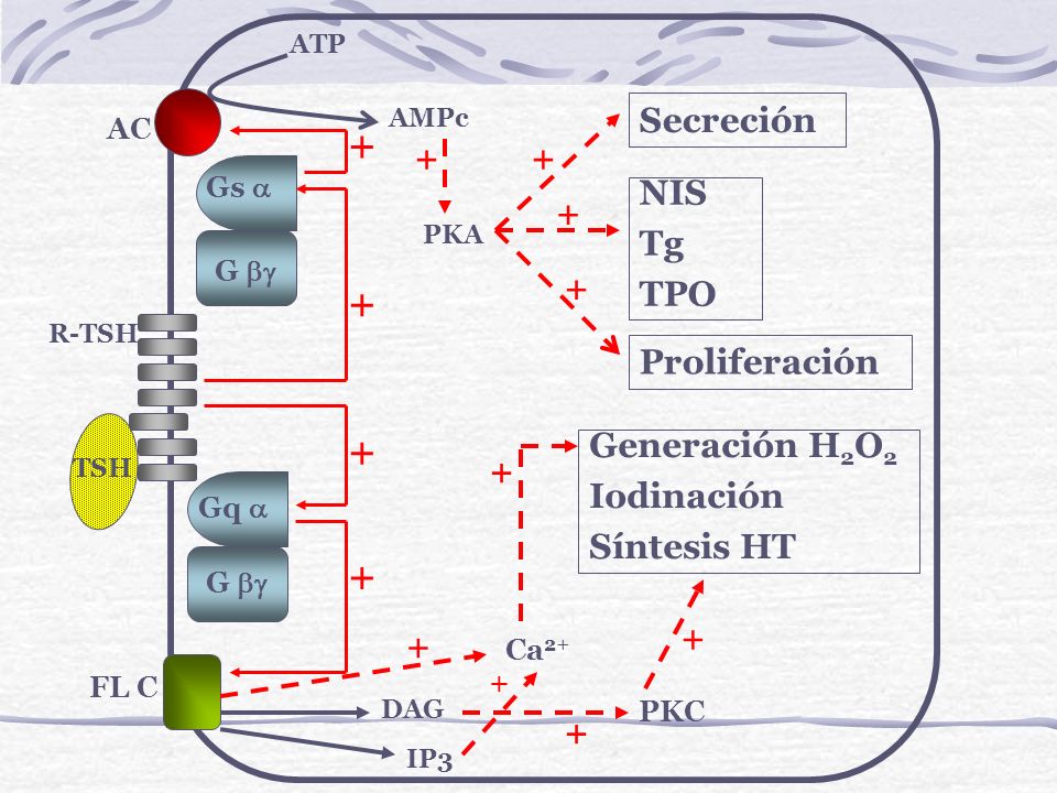 Secreción + + NIS Tg TPO + + Proliferación Generación H2O2