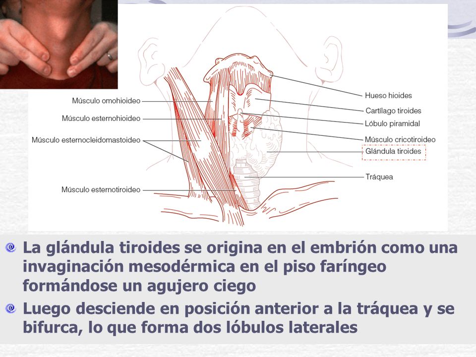 La glándula tiroides se origina en el embrión como una invaginación mesodérmica en el piso faríngeo formándose un agujero ciego