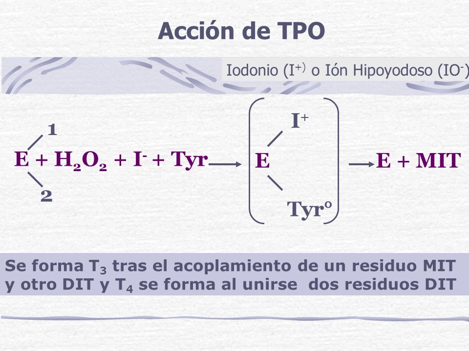 Acción de TPO E + H2O2 + I- + Tyr I+ 1 E E + MIT 2 Tyr°
