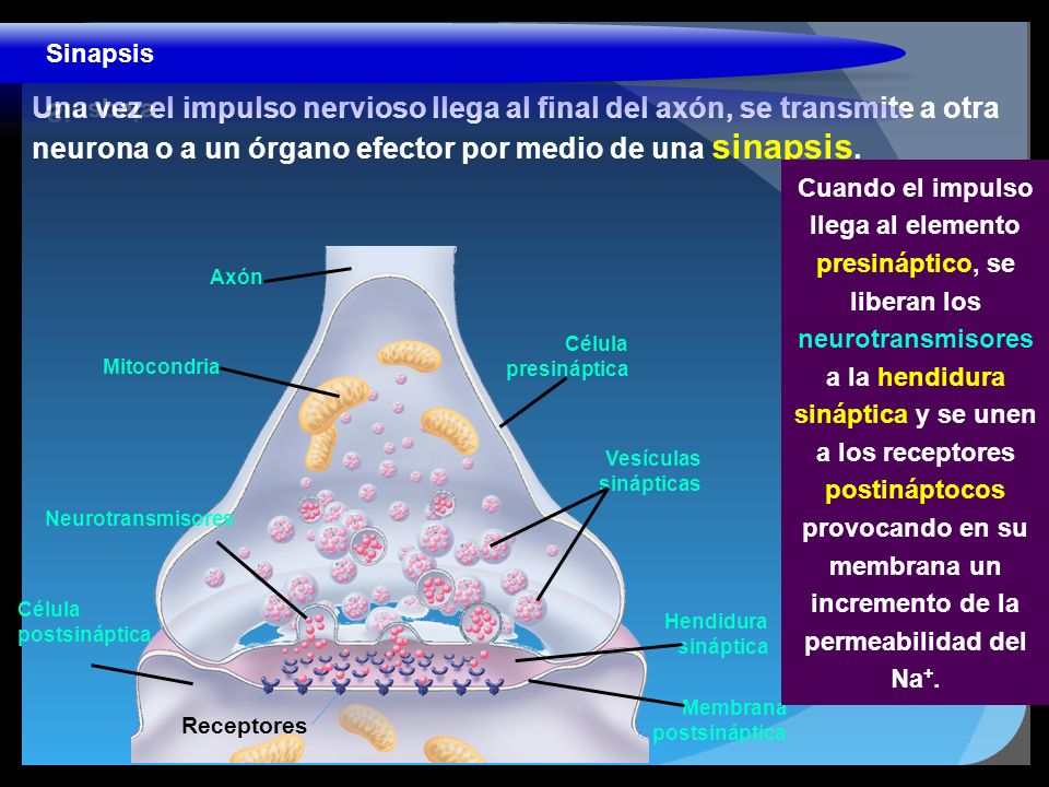 Sinapsis Una vez el impulso nervioso llega al final del axón, se transmite a otra neurona o a un órgano efector por medio de una sinapsis.