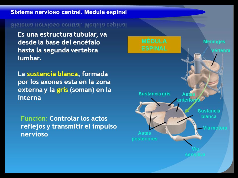 Función: Controlar los actos reflejos y transmitir el impulso nervioso