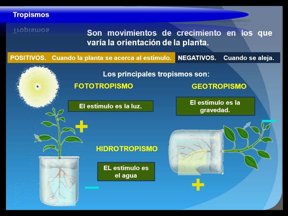 Tropismos Son movimientos de crecimiento en los que varía la orientación de la planta. POSITIVOS. Cuando la planta se acerca al estímulo.