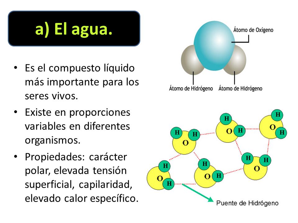a) El agua. Es el compuesto líquido más importante para los seres vivos. Existe en proporciones variables en diferentes organismos.
