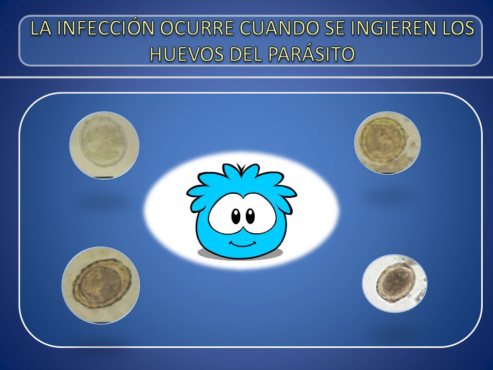 LA INFECCIÓN OCURRE CUANDO SE INGIEREN LOS HUEVOS DEL PARÁSITO