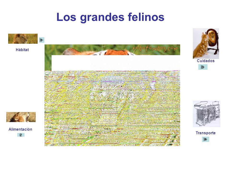 Los grandes felinos Cuidados Hàbitat 1 3 Transporte Alimentaciòn 2 4