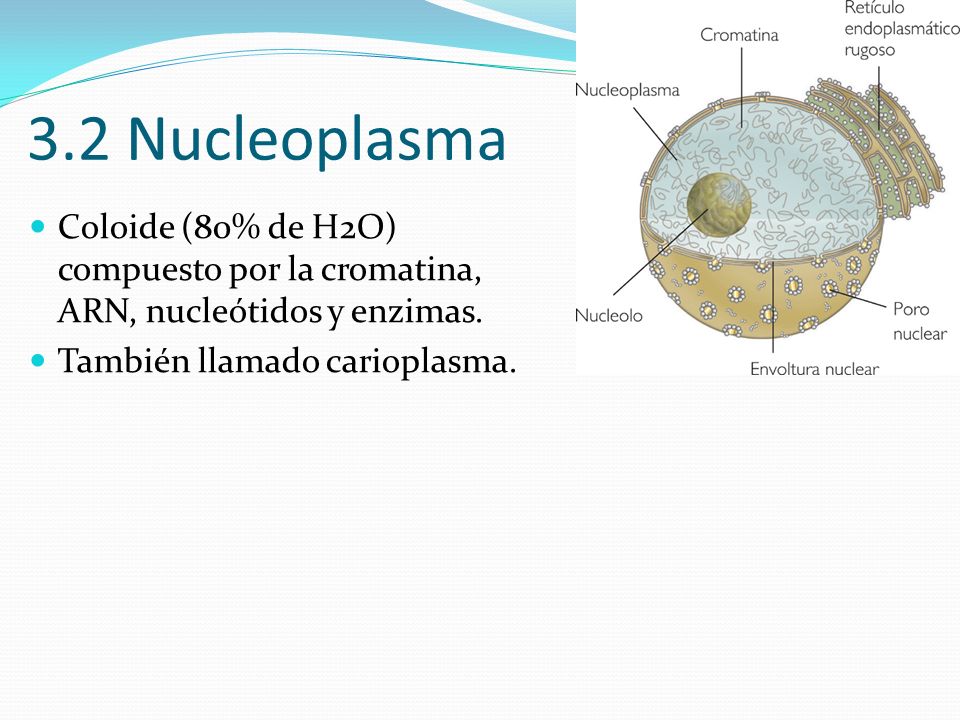 3.2 Nucleoplasma Coloide (80% de H2O) compuesto por la cromatina, ARN, nucleótidos y enzimas.