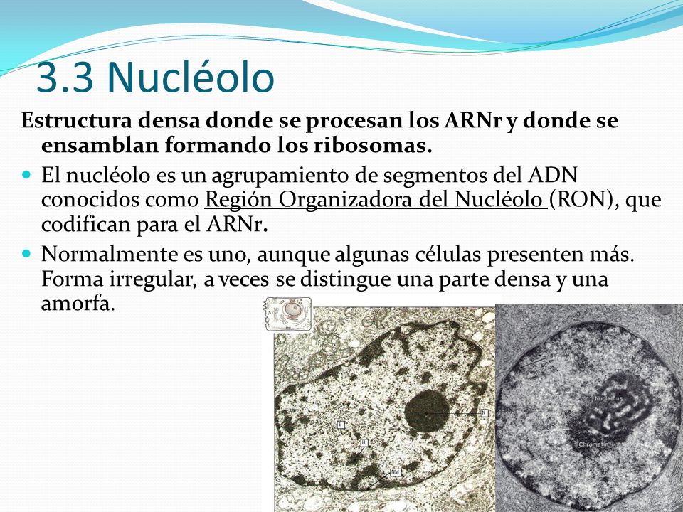 3.3 Nucléolo Estructura densa donde se procesan los ARNr y donde se ensamblan formando los ribosomas.