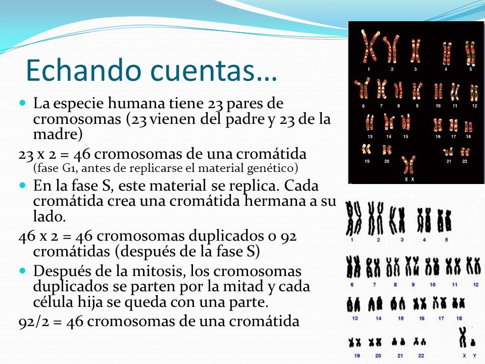 Echando cuentas… La especie humana tiene 23 pares de cromosomas (23 vienen del padre y 23 de la madre)
