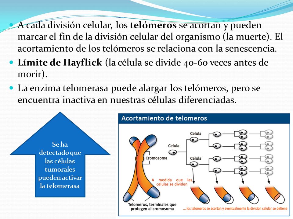 Se ha detectado que las células tumorales pueden activar la telomerasa