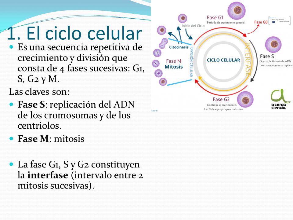 1. El ciclo celular Es una secuencia repetitiva de crecimiento y división que consta de 4 fases sucesivas: G1, S, G2 y M.