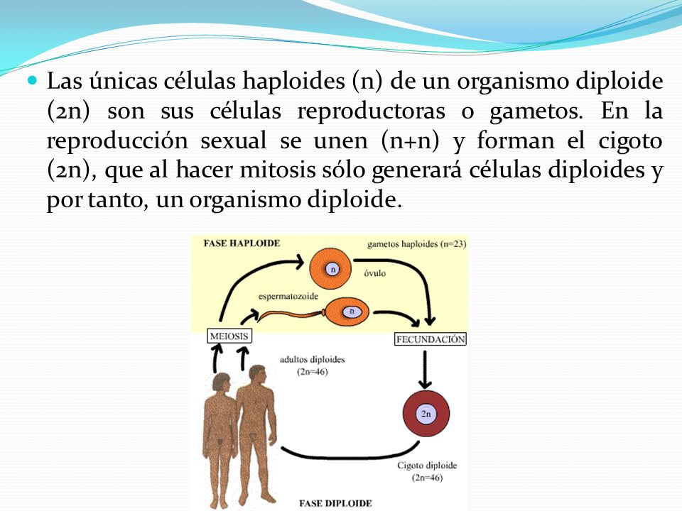 Las únicas células haploides (n) de un organismo diploide (2n) son sus células reproductoras o gametos.
