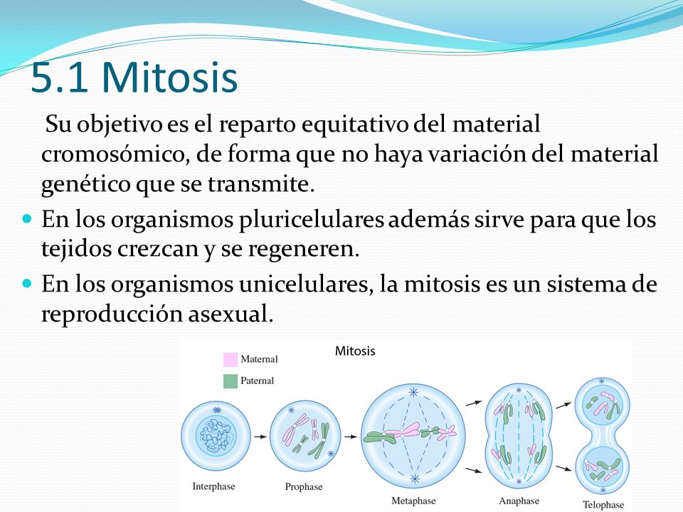 5.1 Mitosis Su objetivo es el reparto equitativo del material cromosómico, de forma que no haya variación del material genético que se transmite.
