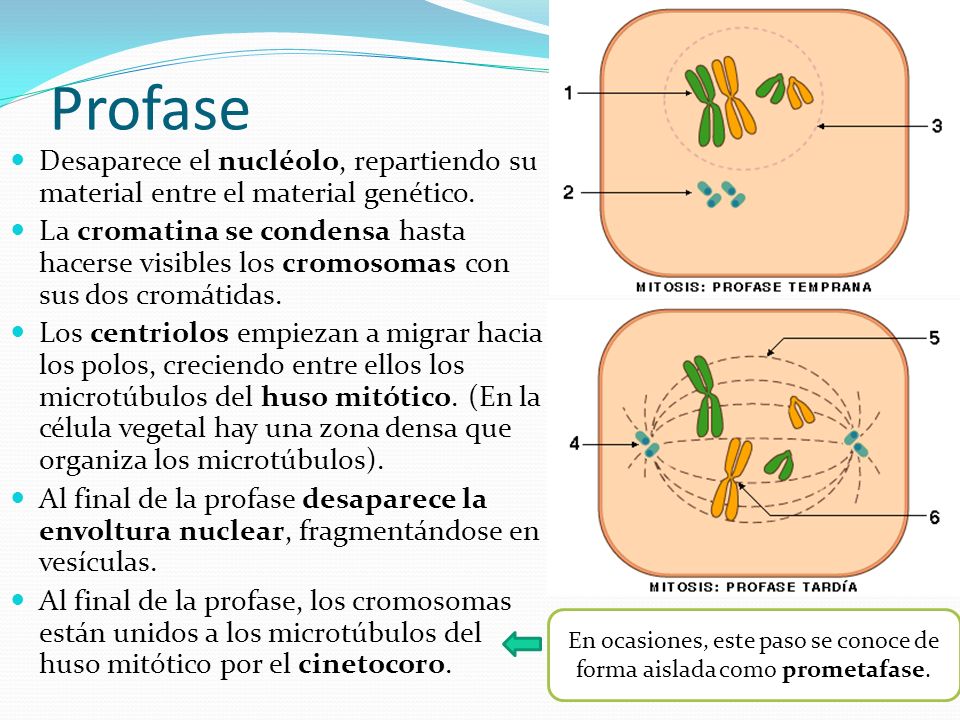 En ocasiones, este paso se conoce de forma aislada como prometafase.
