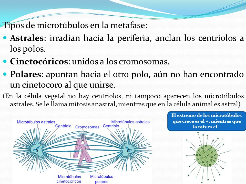Tipos de microtúbulos en la metafase: