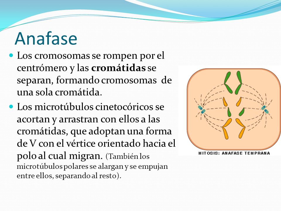 Anafase Los cromosomas se rompen por el centrómero y las cromátidas se separan, formando cromosomas de una sola cromátida.