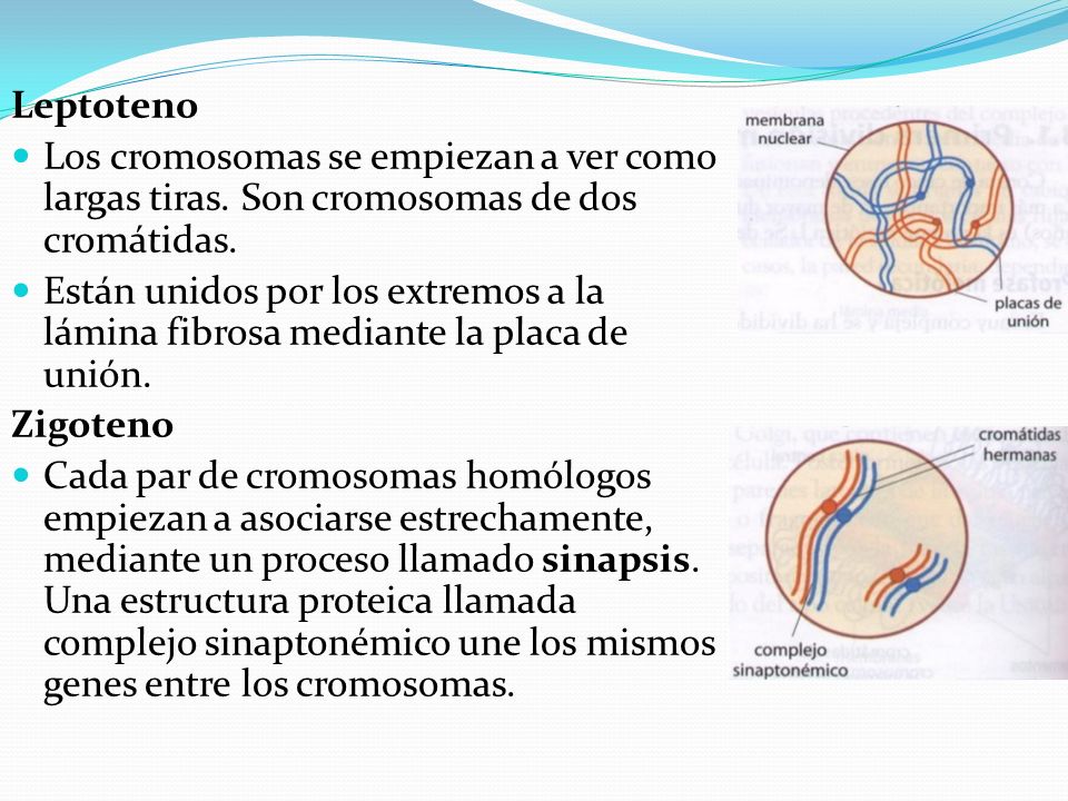 Leptoteno Los cromosomas se empiezan a ver como largas tiras. Son cromosomas de dos cromátidas.
