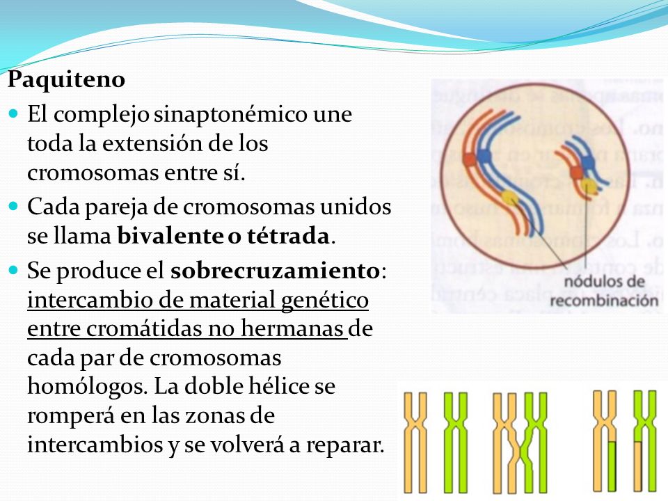 Paquiteno El complejo sinaptonémico une toda la extensión de los cromosomas entre sí. Cada pareja de cromosomas unidos se llama bivalente o tétrada.