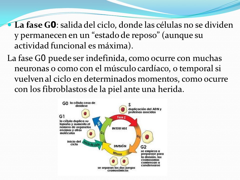 La fase G0: salida del ciclo, donde las células no se dividen y permanecen en un estado de reposo (aunque su actividad funcional es máxima).