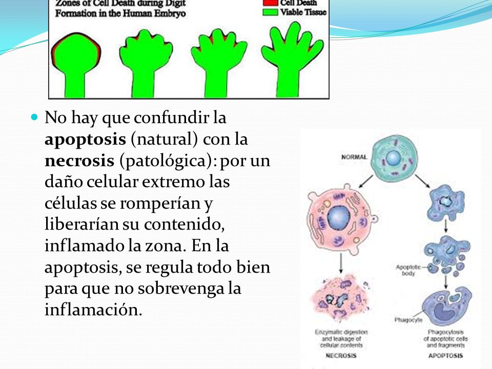 No hay que confundir la apoptosis (natural) con la necrosis (patológica): por un daño celular extremo las células se romperían y liberarían su contenido, inflamado la zona.