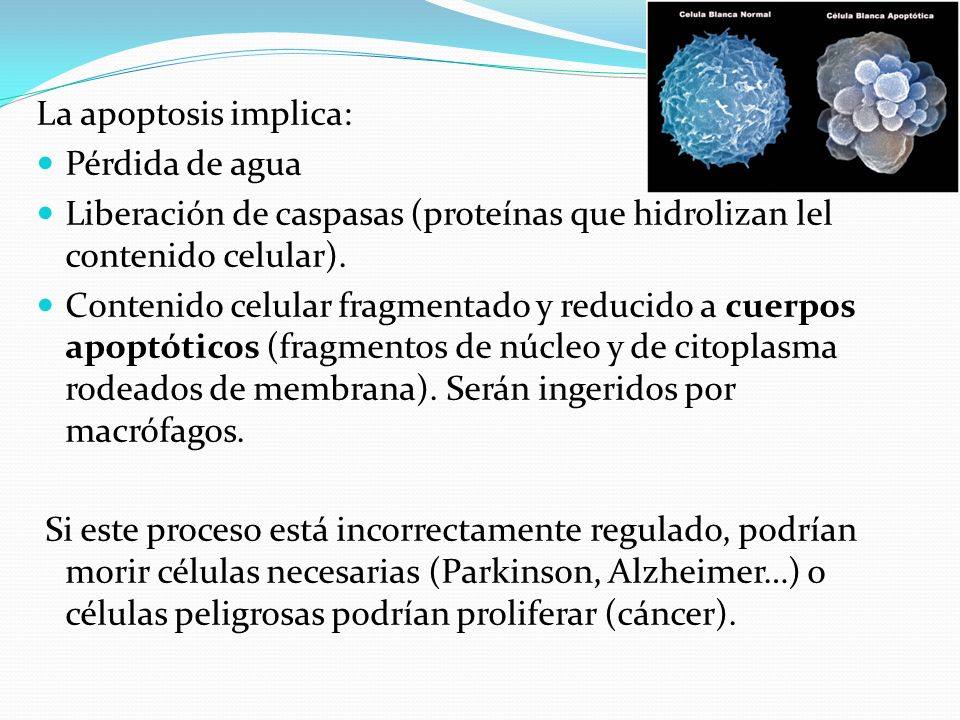 La apoptosis implica: Pérdida de agua. Liberación de caspasas (proteínas que hidrolizan lel contenido celular).