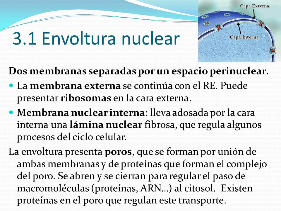 3.1 Envoltura nuclear Dos membranas separadas por un espacio perinuclear.