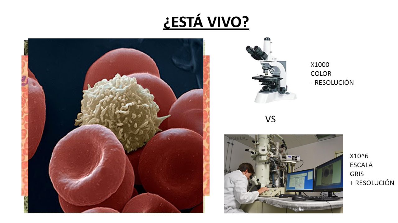 ¿ESTÁ VIVO X1000 COLOR - RESOLUCIÓN VS X10^6 ESCALA GRIS + RESOLUCIÓN