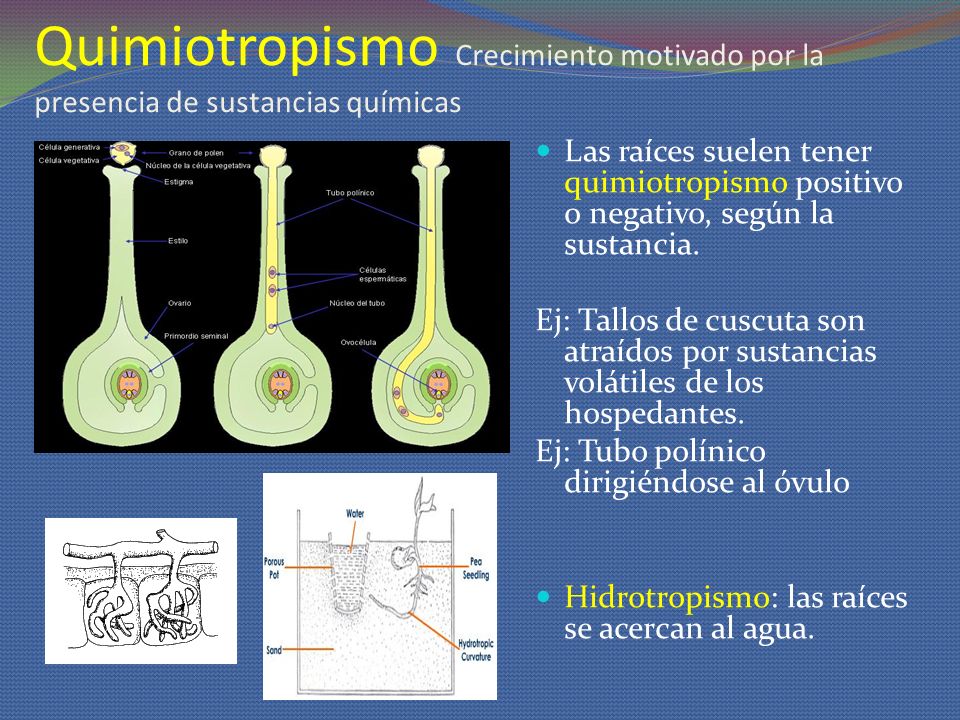 Quimiotropismo Crecimiento motivado por la presencia de sustancias químicas