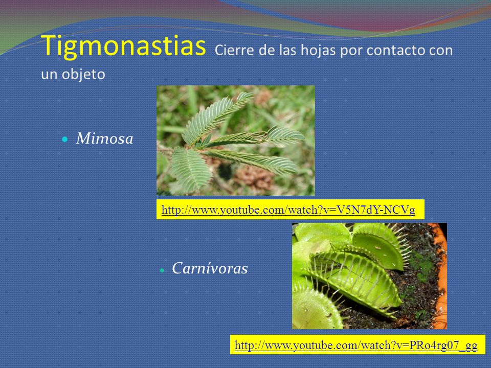 Tigmonastias Cierre de las hojas por contacto con un objeto