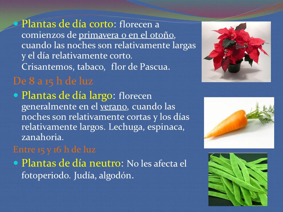 Plantas de día neutro: No les afecta el fotoperiodo. Judía, algodón.