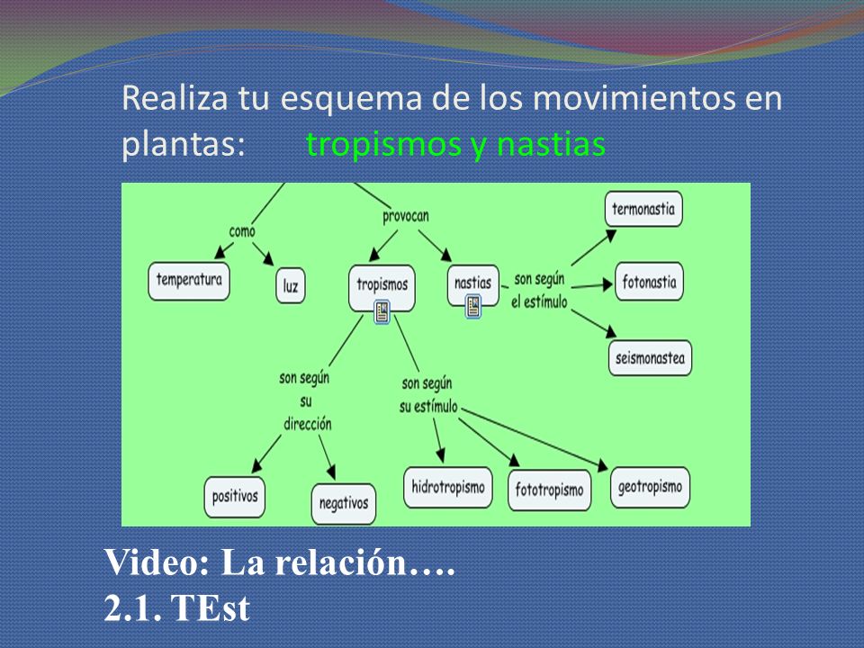 Realiza tu esquema de los movimientos en plantas: tropismos y nastias