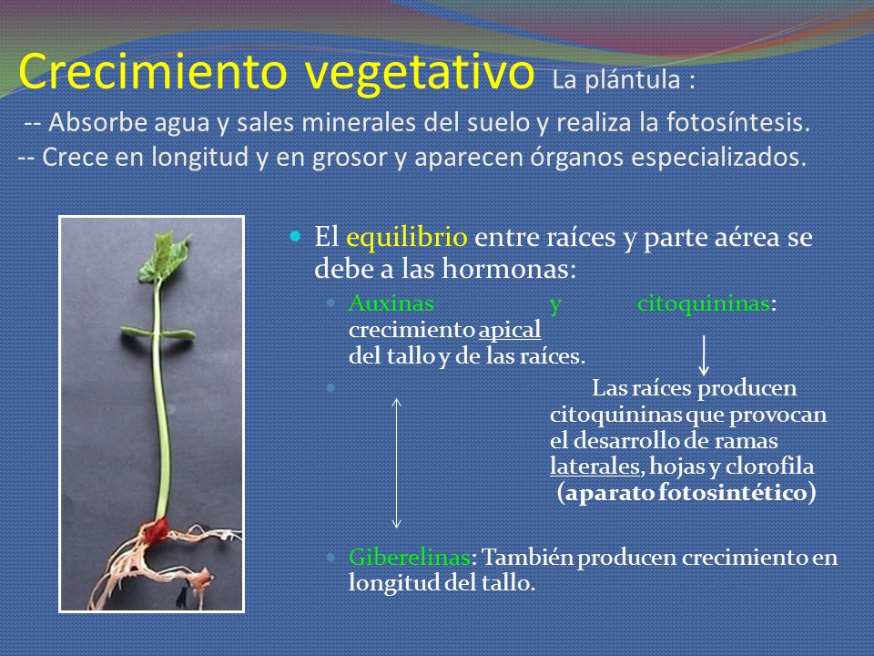 Crecimiento vegetativo La plántula : -- Absorbe agua y sales minerales del suelo y realiza la fotosíntesis. -- Crece en longitud y en grosor y aparecen órganos especializados.