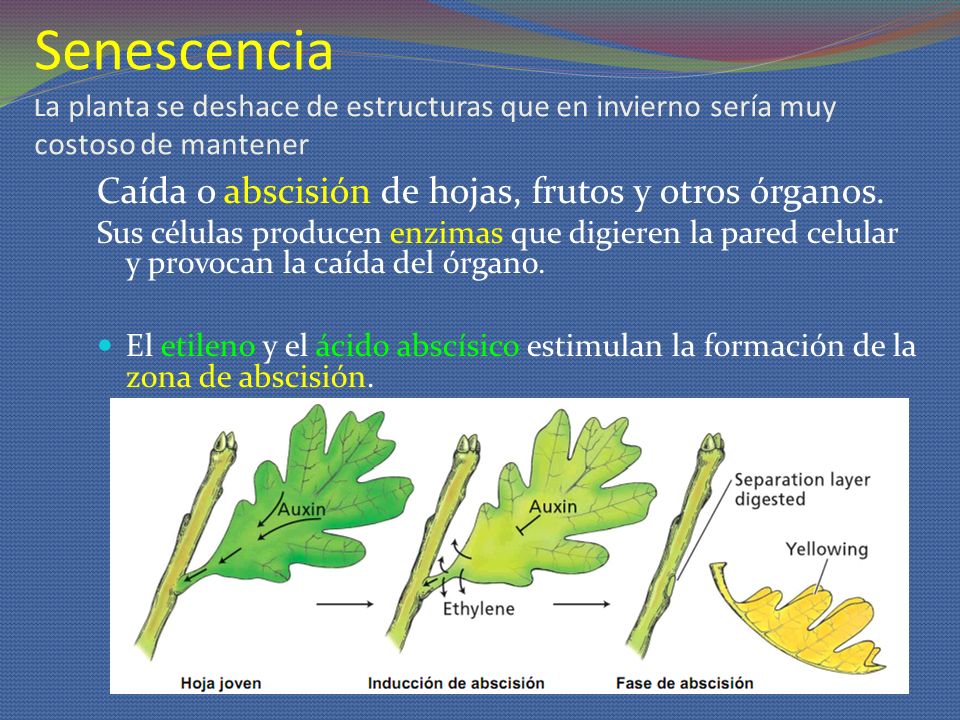 Senescencia La planta se deshace de estructuras que en invierno sería muy costoso de mantener