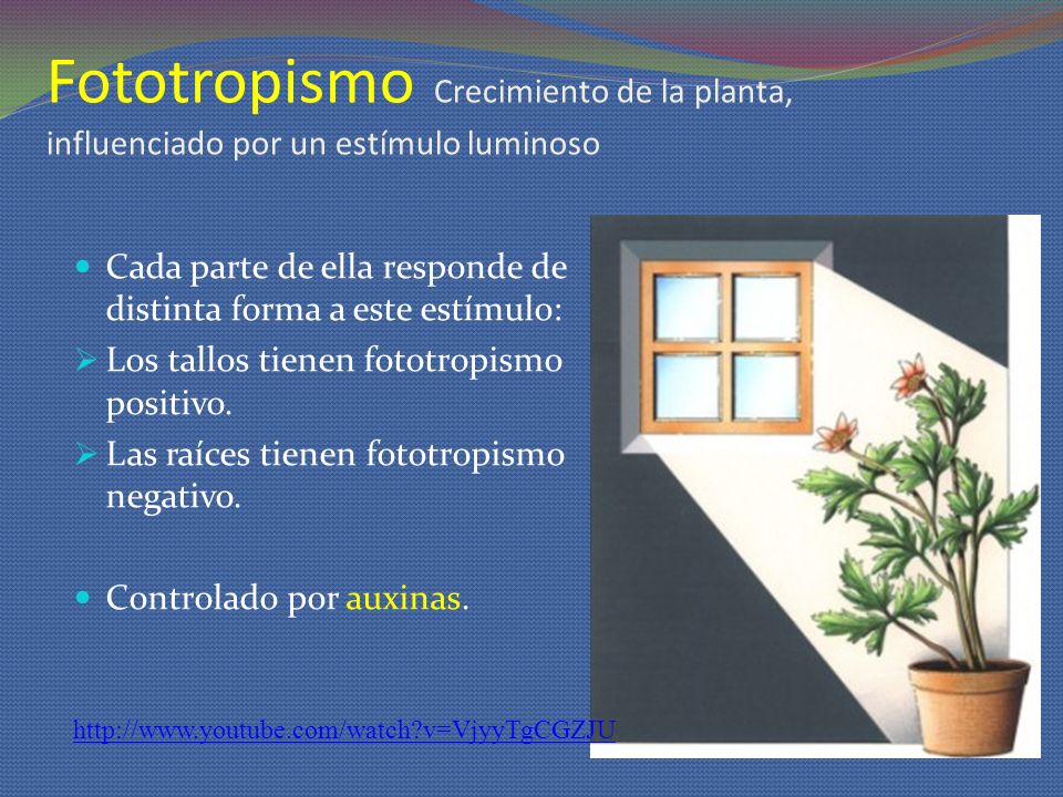 Fototropismo Crecimiento de la planta, influenciado por un estímulo luminoso