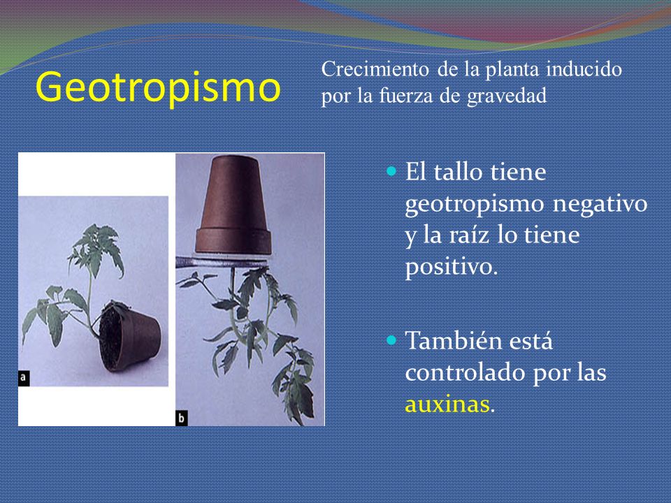 Geotropismo Crecimiento de la planta inducido por la fuerza de gravedad. El tallo tiene geotropismo negativo y la raíz lo tiene positivo.