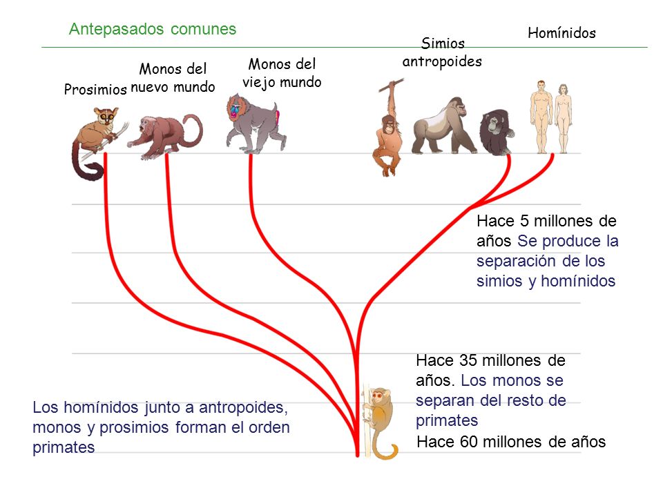 Hace+35+millones+de+a%C3%B1os.+Los+monos+se+separan+del+resto+de+primates.jpg