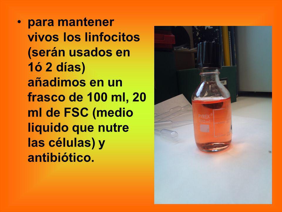 para mantener vivos los linfocitos (serán usados en 1ó 2 días) añadimos en un frasco de 100 ml, 20 ml de FSC (medio liquido que nutre las células) y antibiótico.