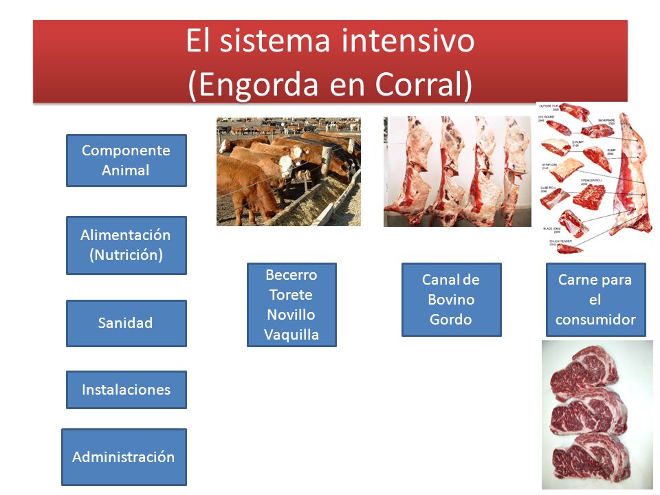 El sistema intensivo (Engorda en Corral)