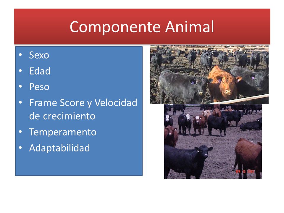 Componente Animal Sexo Edad Peso