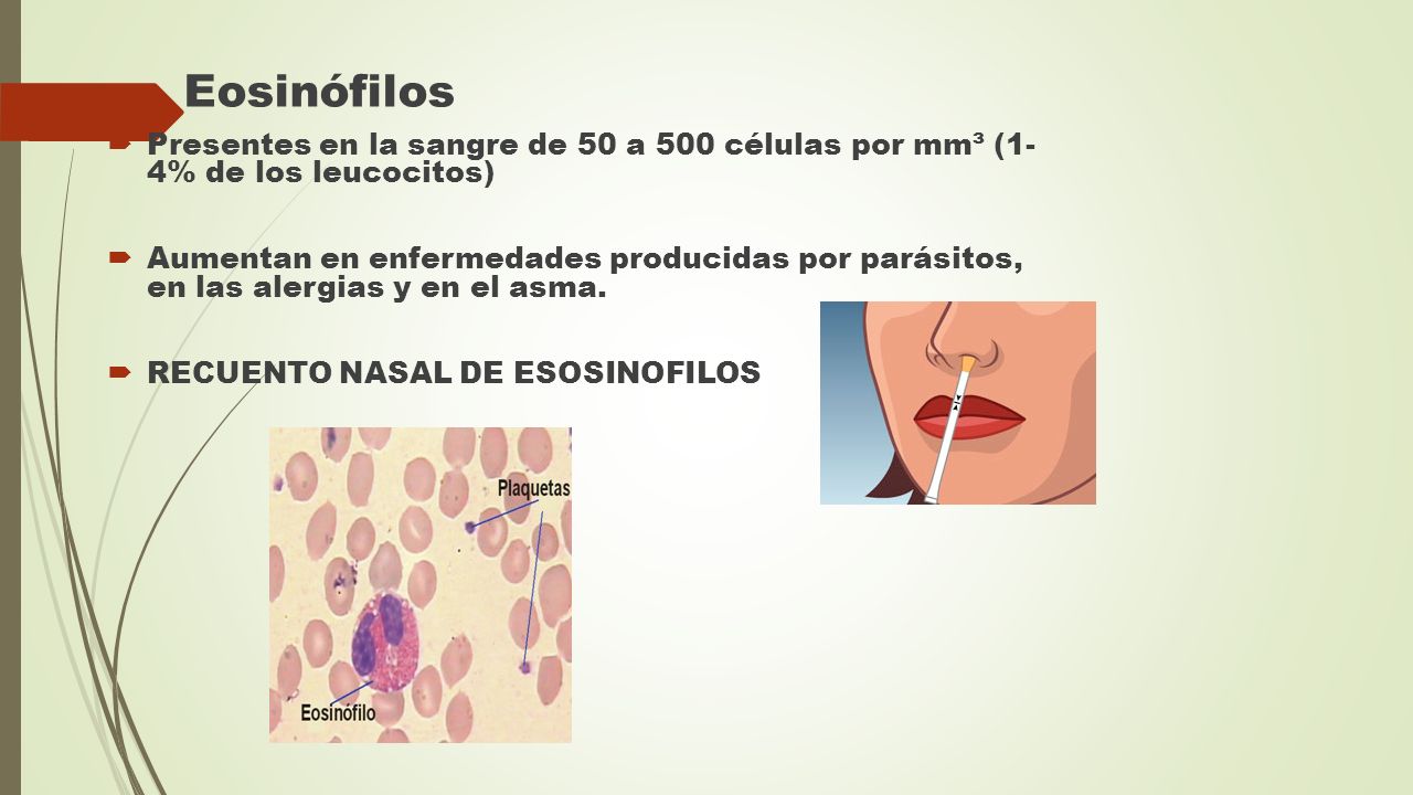 Eosinófilos Presentes en la sangre de 50 a 500 células por mm³ (1- 4% de los leucocitos)