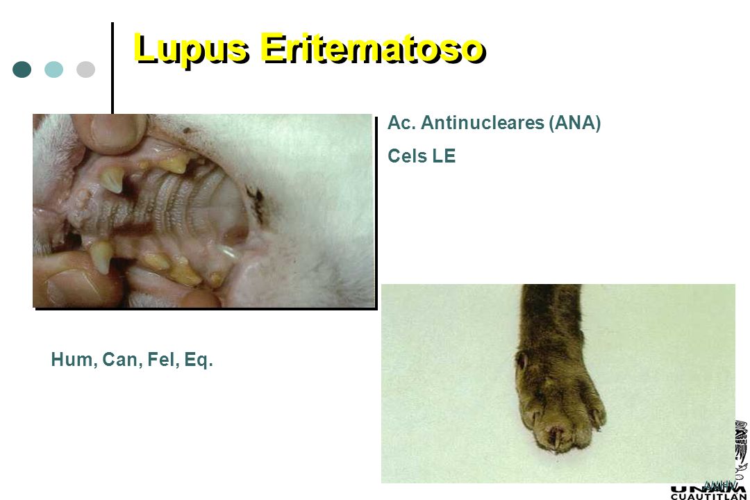 Lupus Eritematoso Ac. Antinucleares (ANA) Cels LE Hum, Can, Fel, Eq.