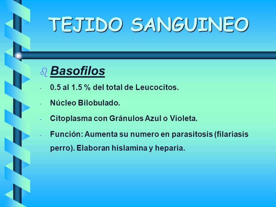 TEJIDO SANGUINEO Basofilos 0.5 al 1.5 % del total de Leucocitos.