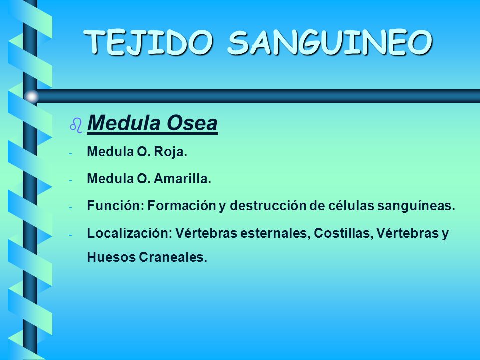TEJIDO SANGUINEO Medula Osea Medula O. Roja. Medula O. Amarilla.