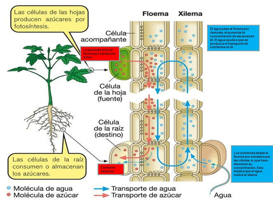 El agua pasa al floema por ósmosis, al aumentar la concentración de sacarosa en él. El agua ayuda a que se produzca el transporte de nutrientes en él.