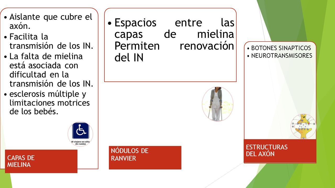 Espacios entre las capas de mielina Permiten renovación del IN