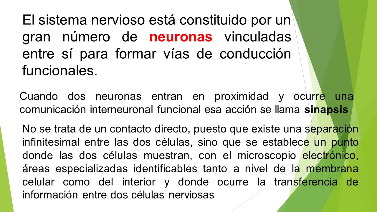 El sistema nervioso está constituido por un gran número de neuronas vinculadas entre sí para formar vías de conducción funcionales.