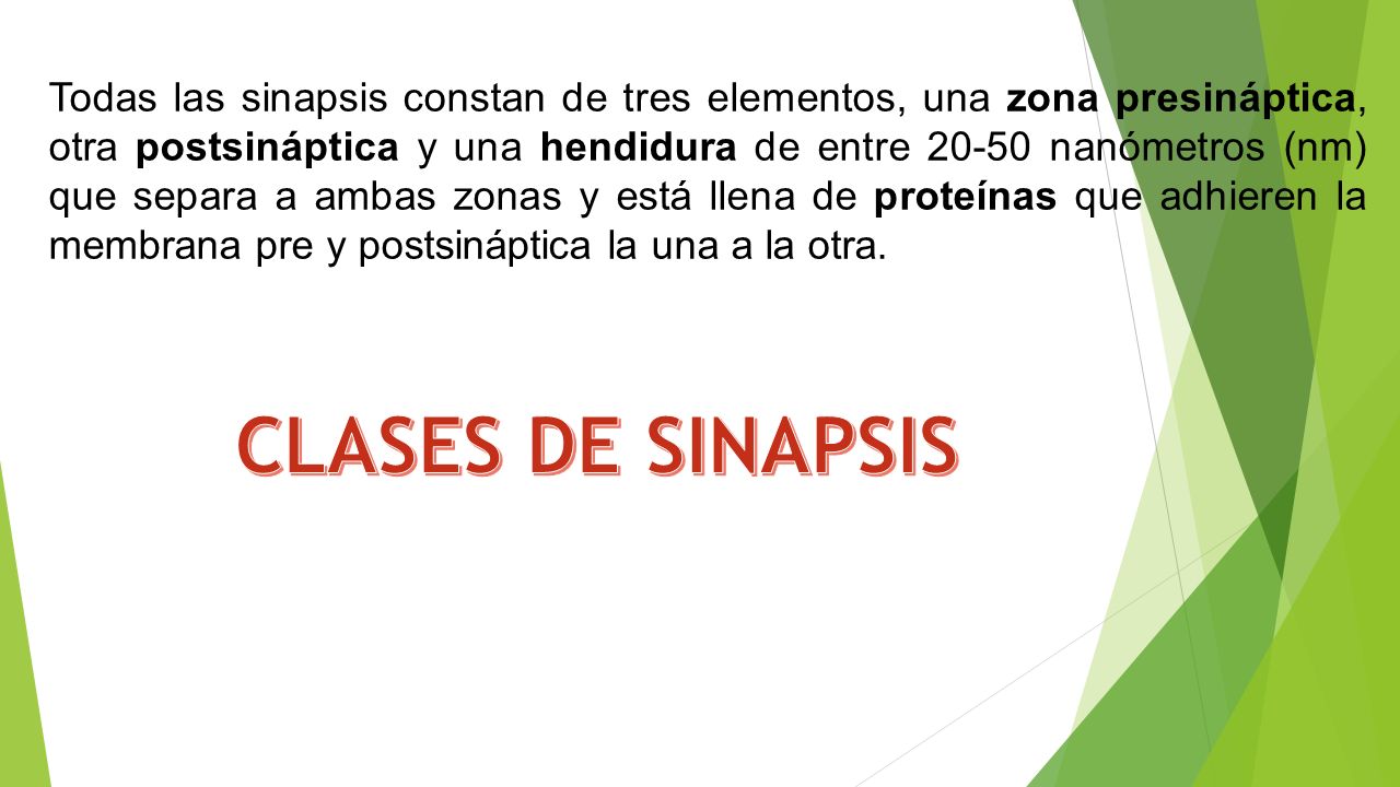 Todas las sinapsis constan de tres elementos, una zona presináptica, otra postsináptica y una hendidura de entre nanómetros (nm) que separa a ambas zonas y está llena de proteínas que adhieren la membrana pre y postsináptica la una a la otra.
