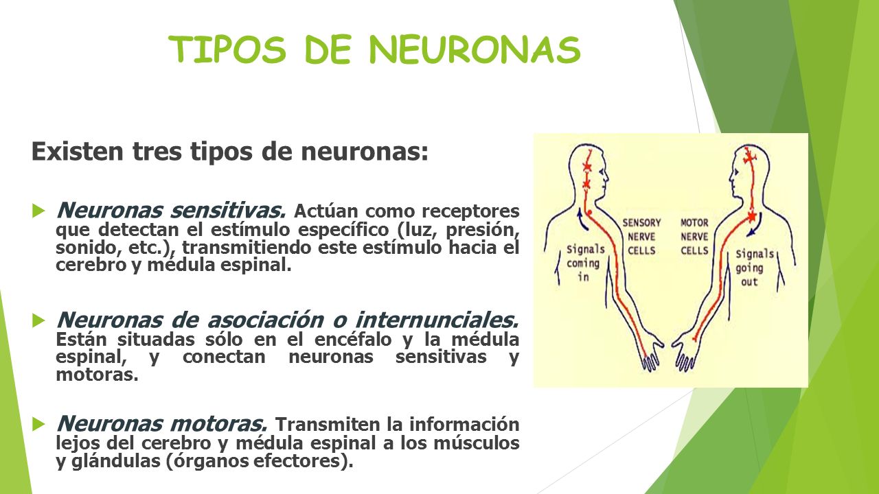 TIPOS DE NEURONAS Existen tres tipos de neuronas: